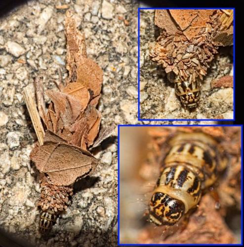 Réf. 353 752 : Canephora hirsuta